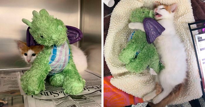 Kitten Brings His Stuffed Dragon BFF To The Vet To Keep Him Safe