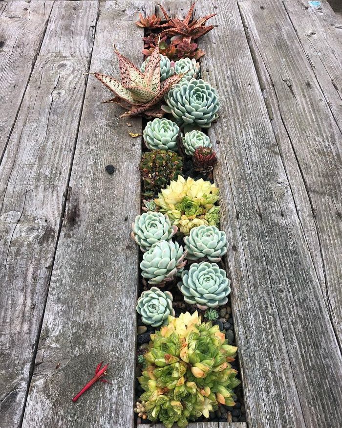 Succulent-Tables