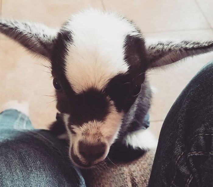 I Spent Last Summer Fostering A Baby Goat And It Never Learnt How To Goat