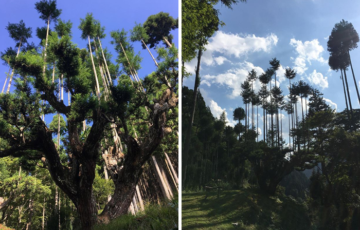 Apparently, This Ancient Japanese Technique From The 14th Century Allows People To Produce Lumber Without Having To Cut Down Trees