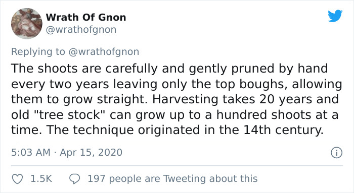 Apparently, This Ancient Japanese Technique From The 14th Century Allows People To Produce Lumber Without Having To Cut Down Trees