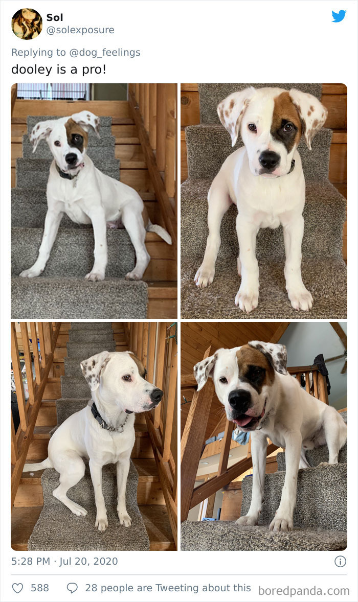 The-Rarest-Sit-Dogs-Stairs-Thoughts-Of-Dog