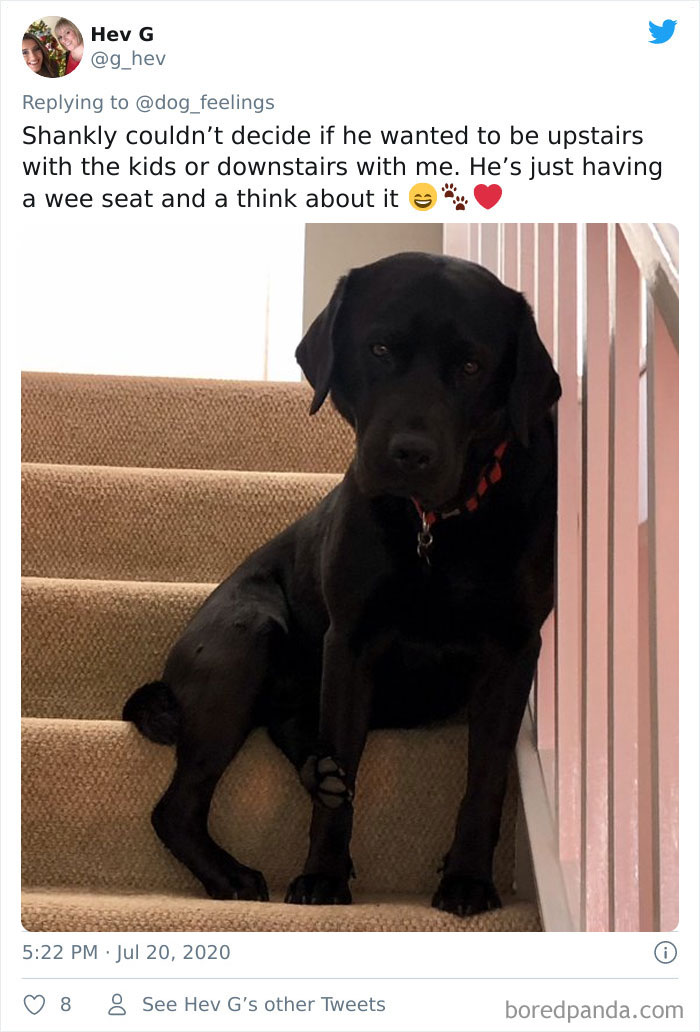 The-Rarest-Sit-Dogs-Stairs-Thoughts-Of-Dog