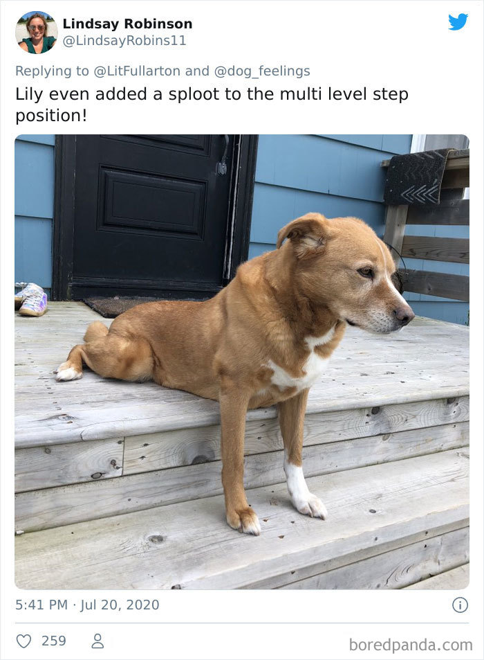 The-Rarest-Sit-Dogs-Stairs-Thoughts-Of-Dog