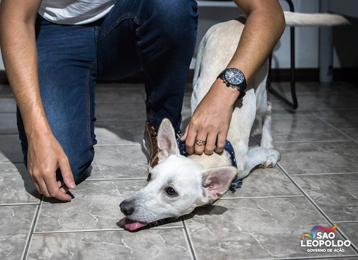 Disabled Dog That Was Dumped By Its Heartless Owners Twice In One Day Finds A Forever Home Disabled Dog That Was Dumped By Its Heartless Owners Twice In One Day Finds A Forever Home