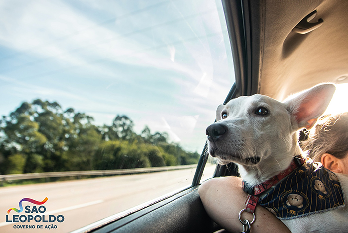 Disabled Dog That Was Dumped By Its Heartless Owners Twice In One Day Finds A Forever Home