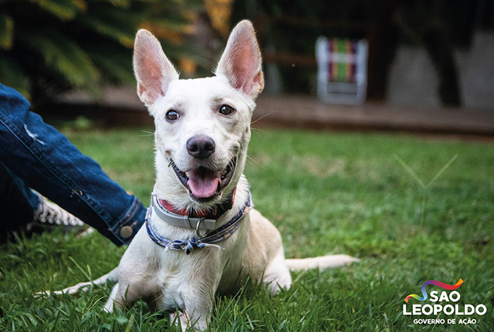 Disabled Dog That Was Dumped By Its Heartless Owners Twice In One Day Finds A Forever Home Disabled Dog That Was Dumped By Its Heartless Owners Twice In One Day Finds A Forever Home