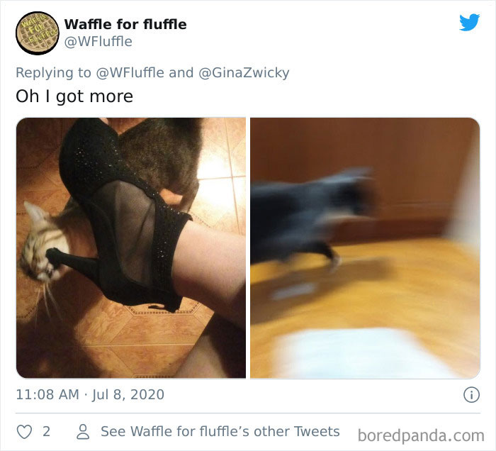 Ugly-Pictures-Of-Pets