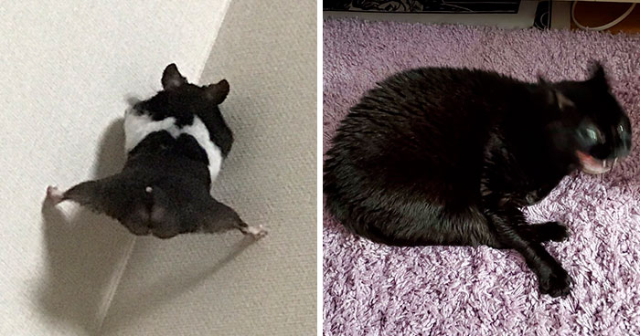 “The Only Content Permitted In This Thread Is Very Ugly Pictures Of Your Pets”: Hilarious Twitter Thread Goes Viral