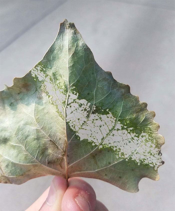 What Happens When A Leaf Gets Powersprayed