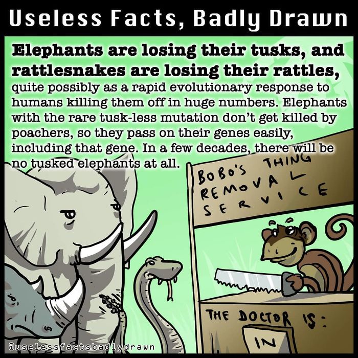 Useless-Facts-Badly-Drawn
