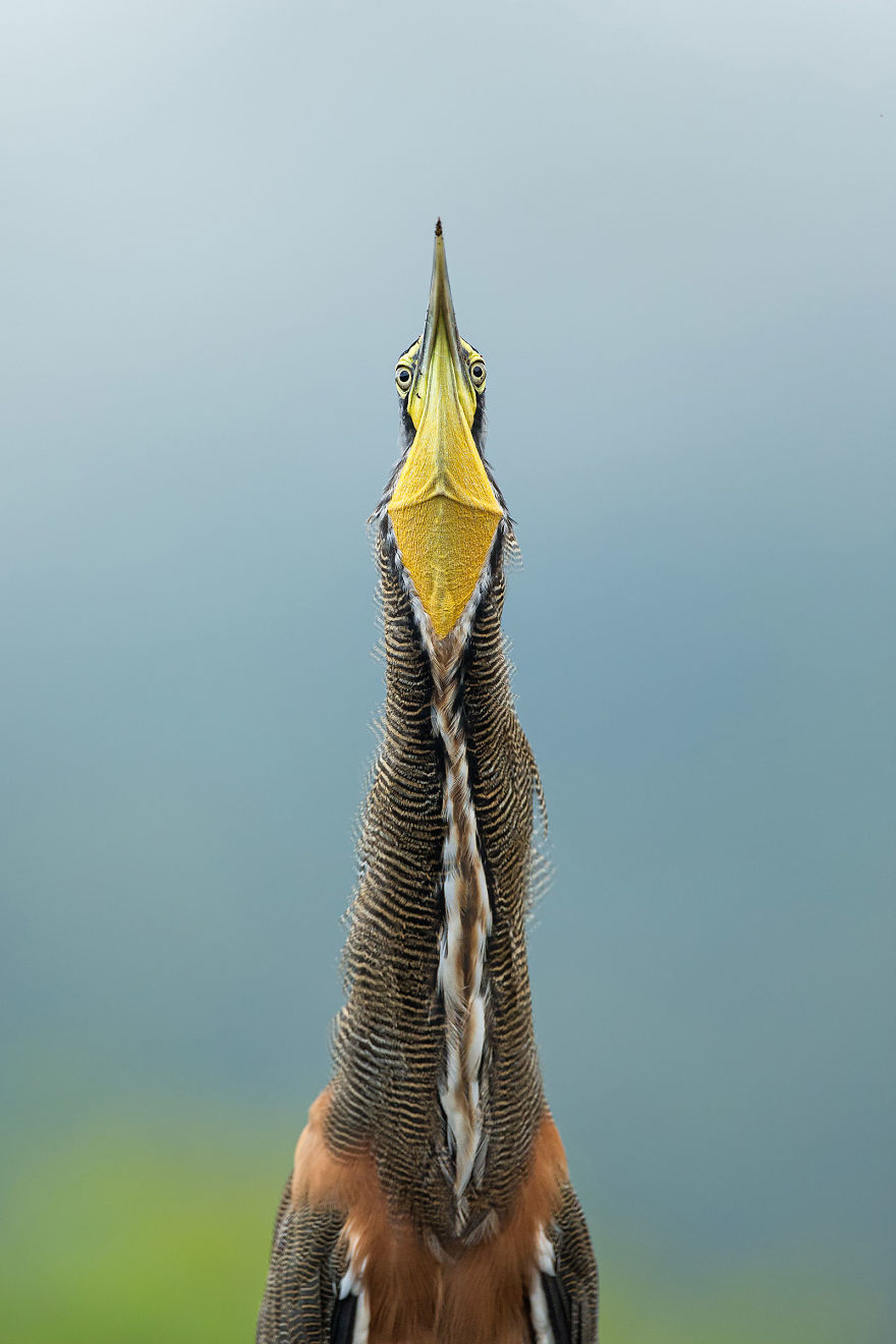 Amateur Winner: Bare-Throated Tiger-Heron