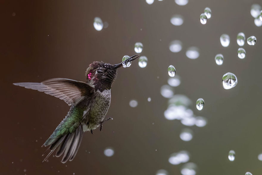 Amateur Honorable Mention: Anna’s Hummingbird
