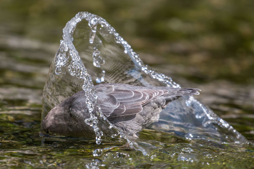 Fisher Prize Winner: American Dipper