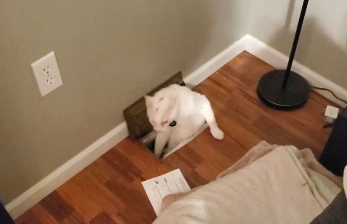 My Cat Uses The Ducts To Get Around My House Sometimes