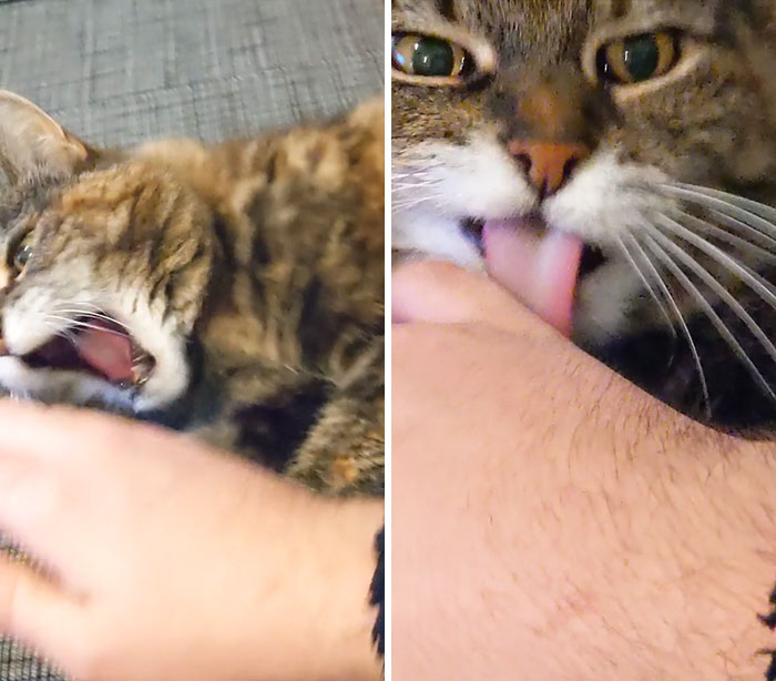 My Cat Likes To "Bite" Me Then Apologies By Licking Me But Won't Let Me Leave.