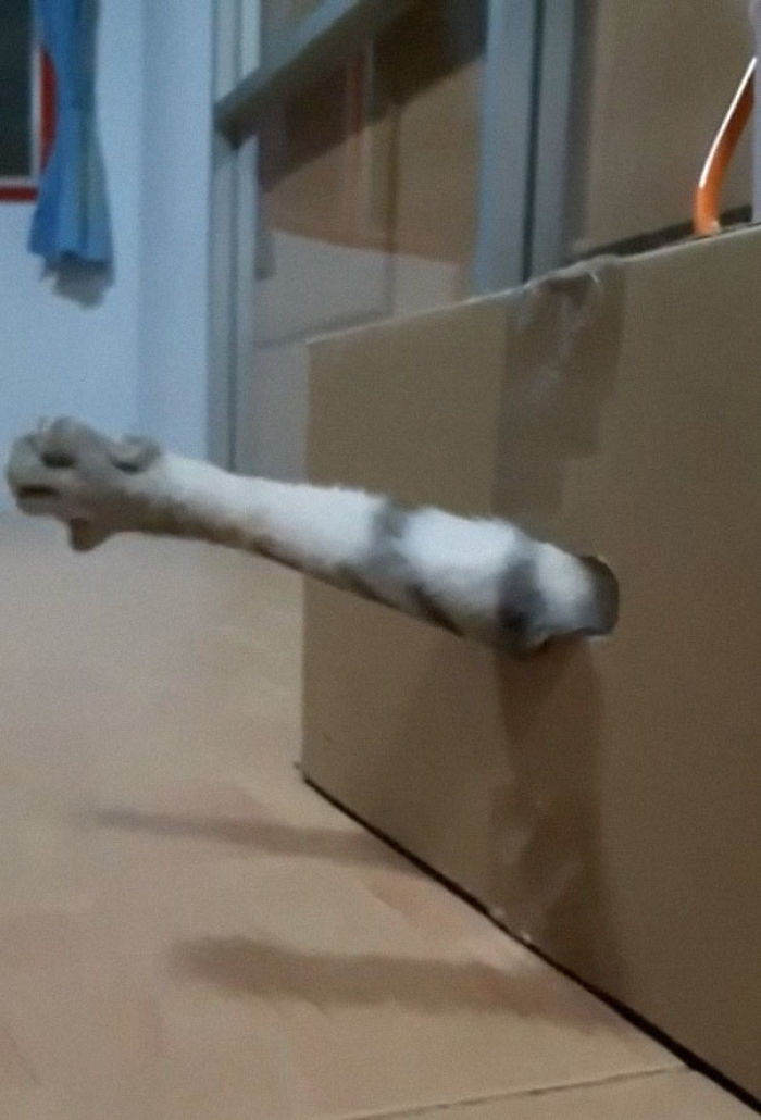 Freddy Krueger Kitty