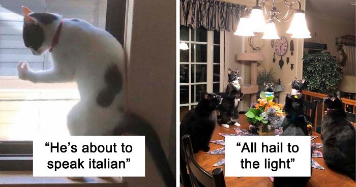 “What’s Wrong With My Cat?” Online Group Has Owners Posting Pics Of Their Malfunctioning Cats And Here Are 50 Of The Funniest Ones