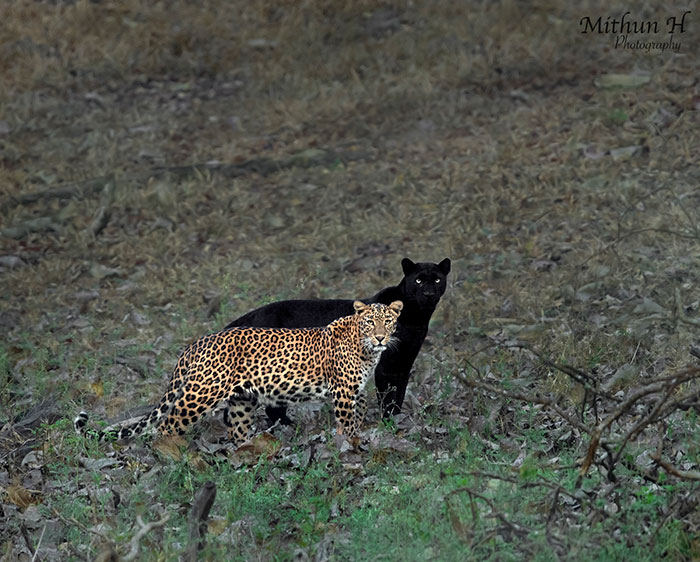 "I Could Wait 6 Years For A Moment Like This": Wildlife Photographer Waits 6 Days For A Perfect Leopard And A Black Panther Shot