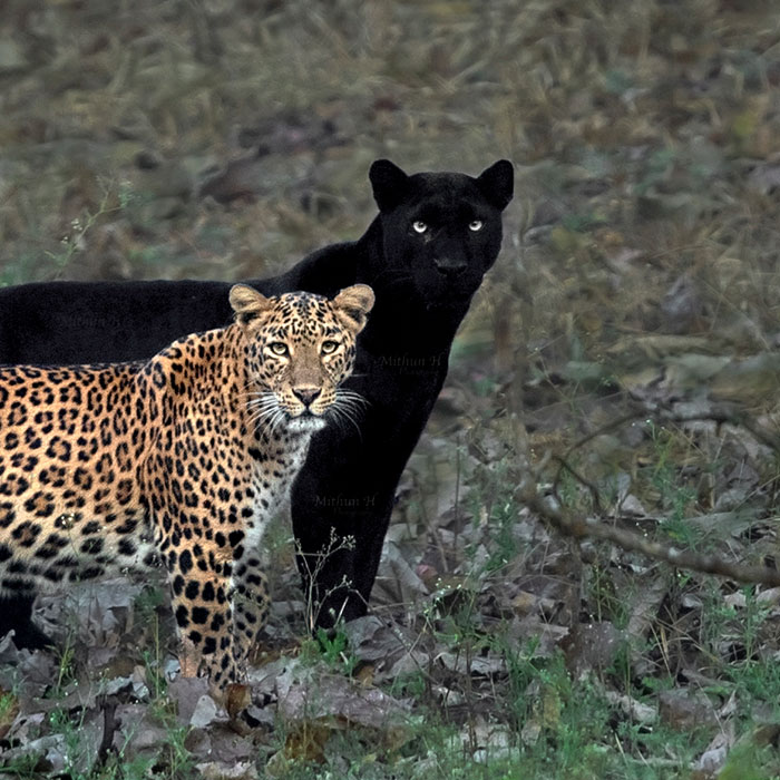 "I Could Wait 6 Years For A Moment Like This": Wildlife Photographer Waits 6 Days For A Perfect Leopard And A Black Panther Shot