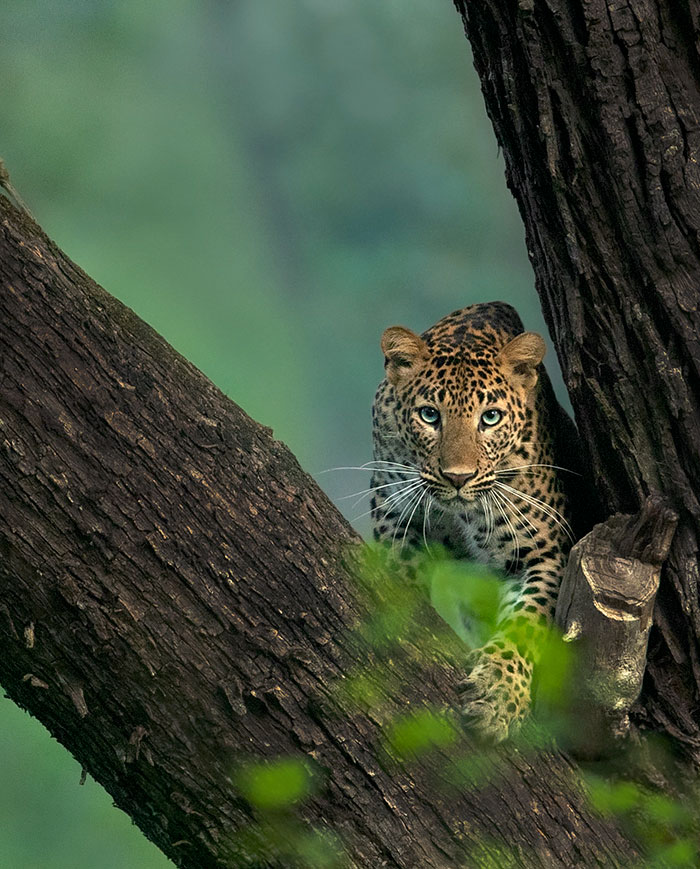 "I Could Wait 6 Years For A Moment Like This": Wildlife Photographer Waits 6 Days For A Perfect Leopard And A Black Panther Shot
