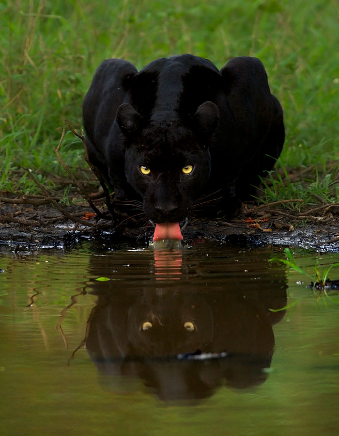"I Could Wait 6 Years For A Moment Like This": Wildlife Photographer Waits 6 Days For A Perfect Leopard And A Black Panther Shot "I Could Wait 6 Years For A Moment Like This": Wildlife Photographer Waits 6 Days For A Perfect Leopard And A Black Panther Shot