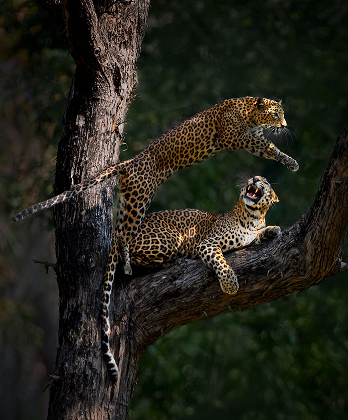 "I Could Wait 6 Years For A Moment Like This": Wildlife Photographer Waits 6 Days For A Perfect Leopard And A Black Panther Shot "I Could Wait 6 Years For A Moment Like This": Wildlife Photographer Waits 6 Days For A Perfect Leopard And A Black Panther Shot