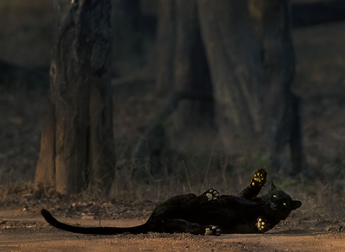 "I Could Wait 6 Years For A Moment Like This": Wildlife Photographer Waits 6 Days For A Perfect Leopard And A Black Panther Shot "I Could Wait 6 Years For A Moment Like This": Wildlife Photographer Waits 6 Days For A Perfect Leopard And A Black Panther Shot