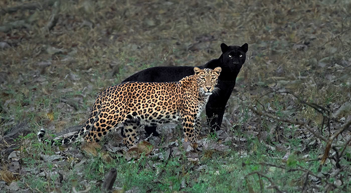 “I Could Wait 6 Years For A Moment Like This”: Wildlife Photographer Waits 6 Days For A Perfect Leopard And A Black Panther Shot