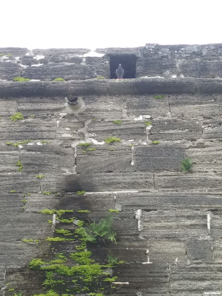 Hey Pandas Post Your Favorite Animal In A Weird Place Pictures