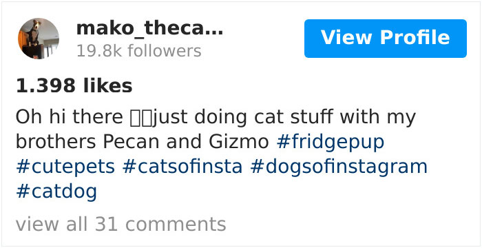 This Shelter Pit Bull Thinks He's A Cat, And His New Family Keeps Posting Photos That Prove It This Shelter Pit Bull Thinks He's A Cat, And His New Family Keeps Posting Photos That Prove It