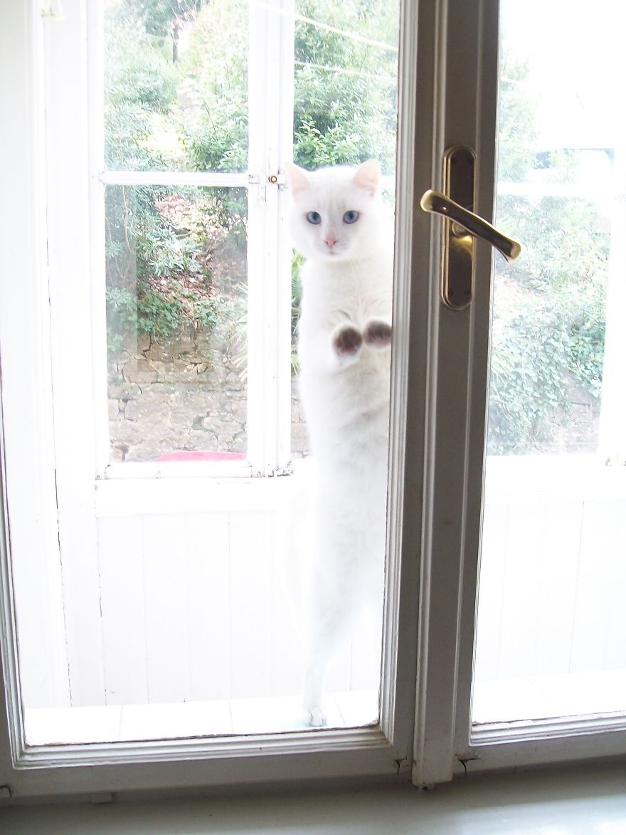 We Adopted A Stray Kitten, And He Grew Up Into A Lean Mean Posing Machine