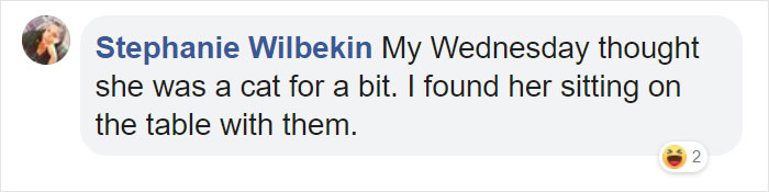 This Shelter Pit Bull Thinks He's A Cat, And His New Family Keeps Posting Photos That Prove It This Shelter Pit Bull Thinks He's A Cat, And His New Family Keeps Posting Photos That Prove It