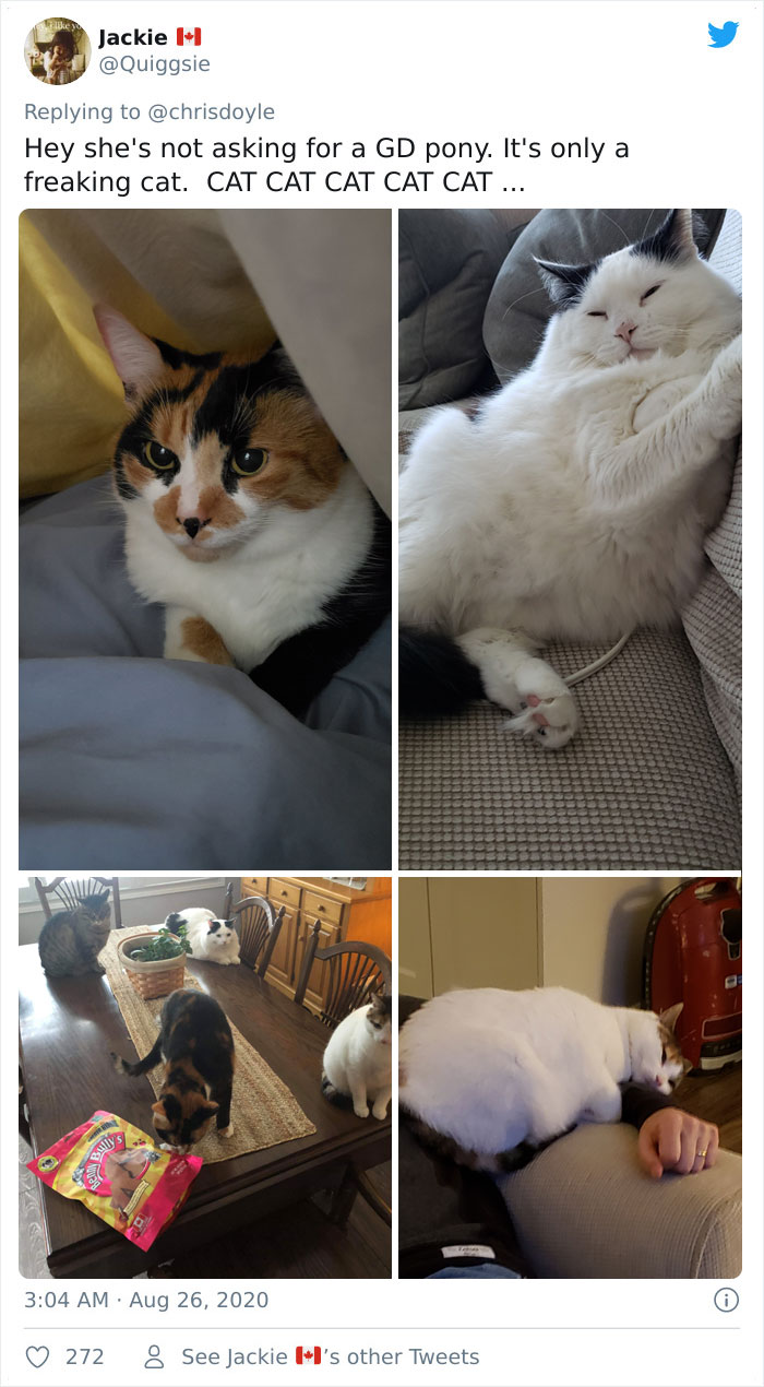 Canadian Girl Makes A PowerPoint To Convince Her Parents To Get A Cat, And It Goes Viral