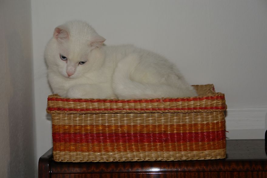 We Adopted A Stray Kitten, And He Grew Up Into A Lean Mean Posing Machine