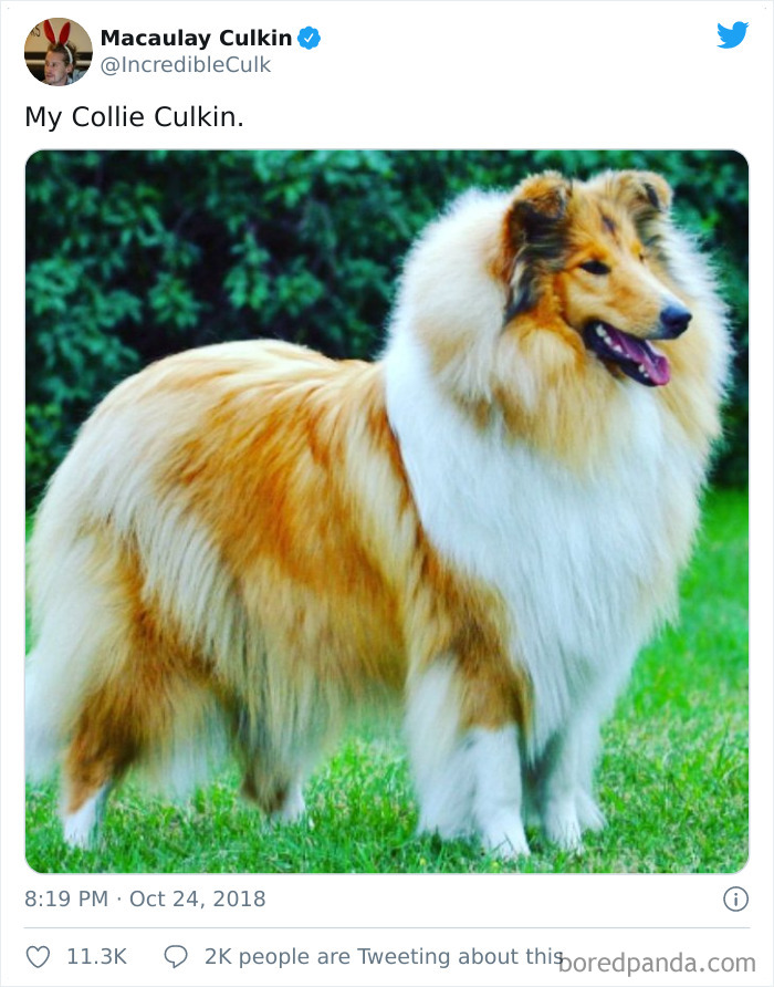 Funny-Tweets-Macualay-Culkin