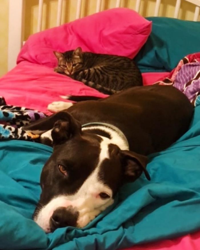 This Shelter Pit Bull Thinks He's A Cat, And His New Family Keeps Posting Photos That Prove It This Shelter Pit Bull Thinks He's A Cat, And His New Family Keeps Posting Photos That Prove It