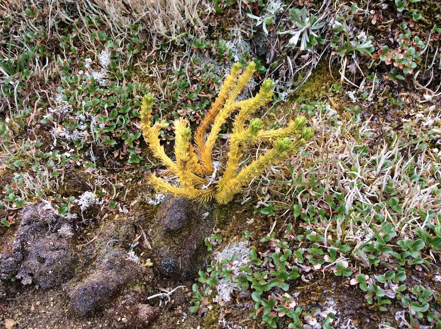 Alaskan Tundra Flowers!