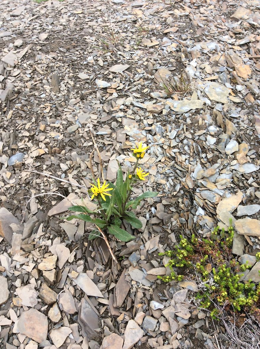 Alaskan Tundra Flowers!