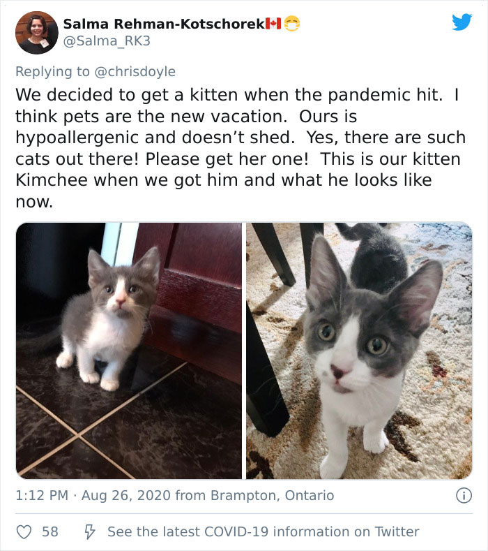 Canadian Girl Makes A PowerPoint To Convince Her Parents To Get A Cat, And It Goes Viral Canadian Girl Makes A PowerPoint To Convince Her Parents To Get A Cat, And It Goes Viral