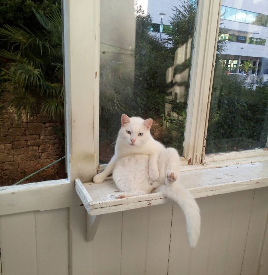 We Adopted A Stray Kitten, And He Grew Up Into A Lean Mean Posing Machine