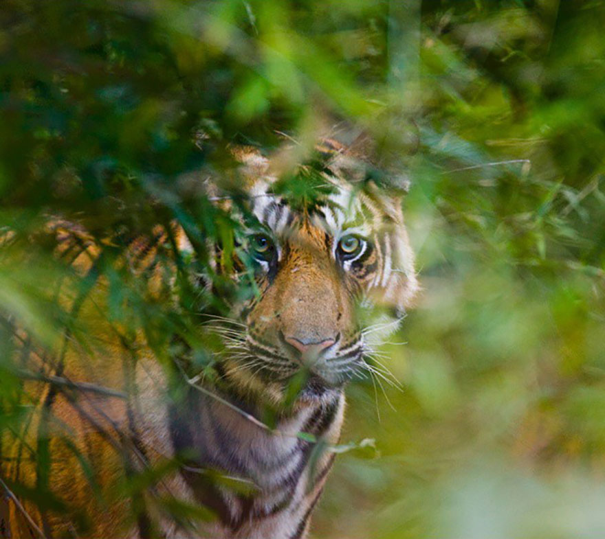 This Russian Photographer Travels To Dangerous Places To Show The Beauty Of Wildlife