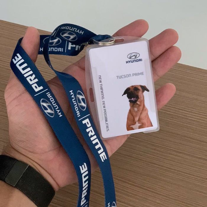 Stray Dog Keeps Visiting A Hyundai Dealership, They Give Him A Job And His Own Badge Stray Dog Keeps Visiting A Hyundai Dealership, They Give Him A Job And His Own Badge