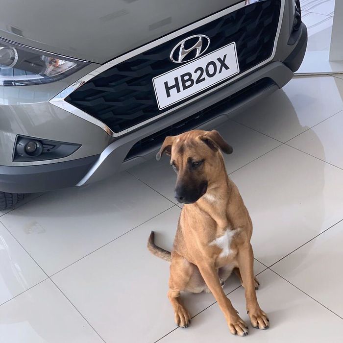 Stray Dog Keeps Visiting A Hyundai Dealership, They Give Him A Job And His Own Badge Stray Dog Keeps Visiting A Hyundai Dealership, They Give Him A Job And His Own Badge