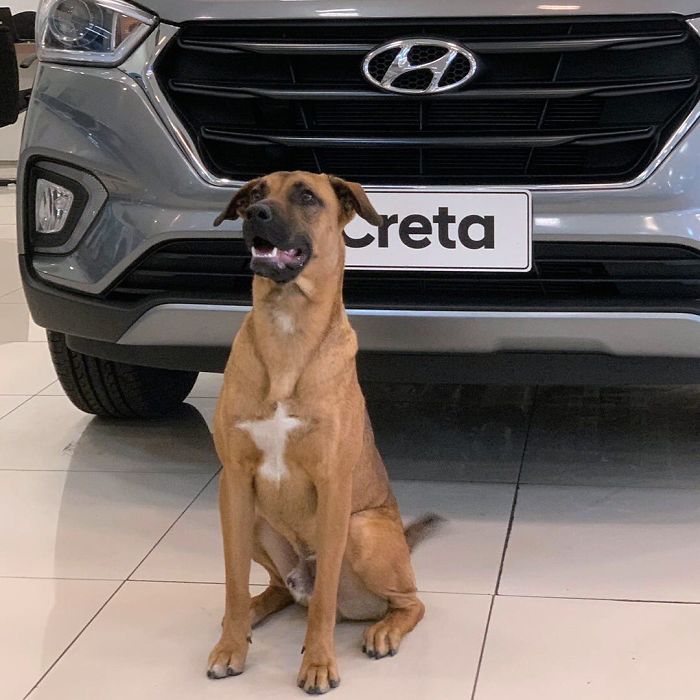 Stray Dog Keeps Visiting A Hyundai Dealership, They Give Him A Job And His Own Badge Stray Dog Keeps Visiting A Hyundai Dealership, They Give Him A Job And His Own Badge