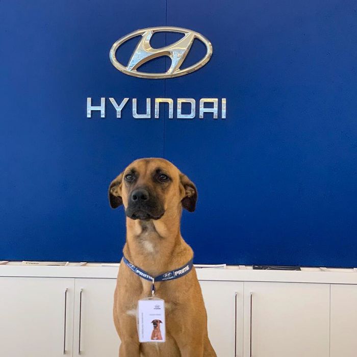 Stray Dog Keeps Visiting A Hyundai Dealership, They Give Him A Job And His Own Badge Stray Dog Keeps Visiting A Hyundai Dealership, They Give Him A Job And His Own Badge