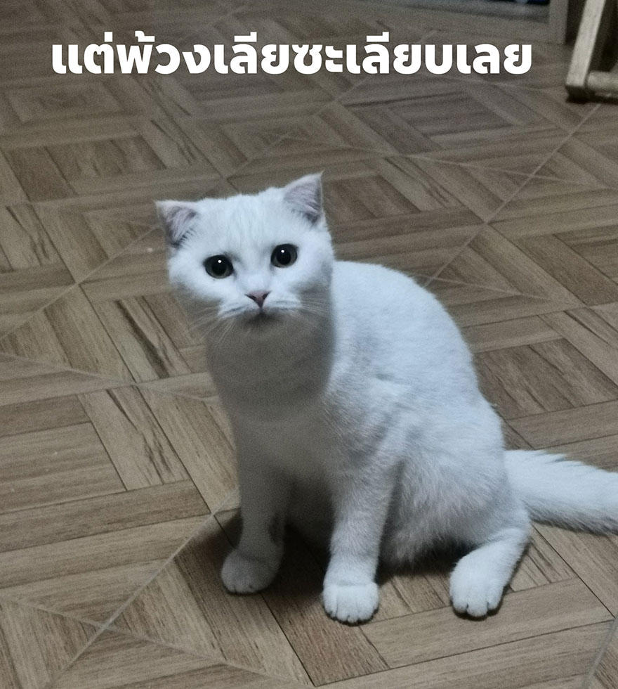 Thai Woman Uses Turmeric For Her Cat's Fungal Infection, And The Cat Accidentally Turns Yellow (12 Pics)