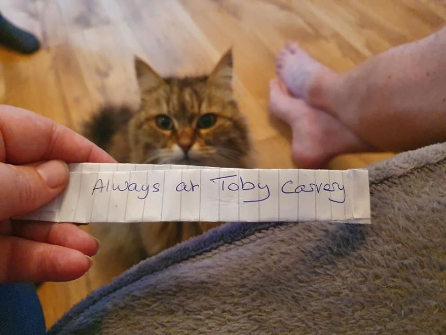 Owner Finds A Paper Collar Attached To Her Cat's Neck After She Returns Home From Toby Carvery Owner Finds A Paper Collar Attached To Her Cat's Neck After She Returns Home From Toby Carvery