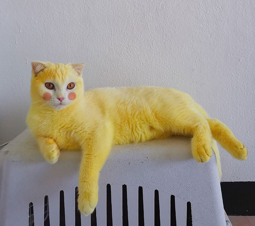 Thai Woman Uses Turmeric For Her Cat's Fungal Infection, And The Cat Accidentally Turns Yellow (12 Pics)