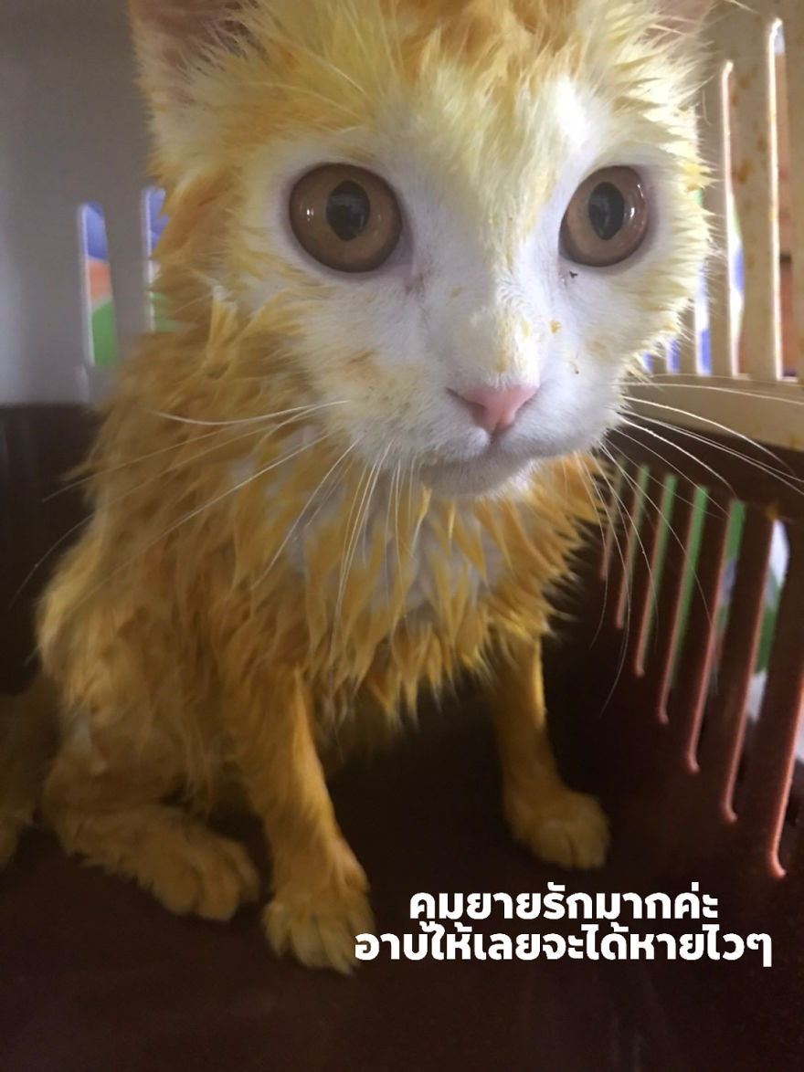 Thai Woman Uses Turmeric For Her Cat's Fungal Infection, And The Cat Accidentally Turns Yellow (12 Pics) Thai Woman Uses Turmeric For Her Cat's Fungal Infection, And The Cat Accidentally Turns Yellow (12 Pics)